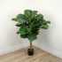 Fiddle Leaf Fig Tree (Green - 51 In)