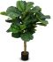 Fiddle Leaf Fig Tree (Green - 51 In)