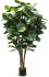 Fiddle Leaf Fig Tree (Green - 76 In)