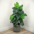 Monstera (Green - 48 In)