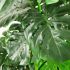 Monstera (Green - 48 In)