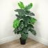 Monstera (Green - 48 In)