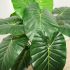 Taro (Green - 33 In)