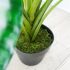 Taro (Green - 33 In)