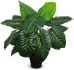 Taro (Green - 33 In)