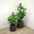 Ficus Elastica (Green Finish - 35 In)