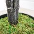 Ficus Elastica (Green Finish - 35 In)