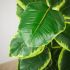 Ficus Elastica (Green Finish - 35 In)