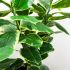 Ficus Elastica (Green Finish - 35 In)