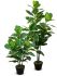Ficus Elastica (Green Finish - 35 In)