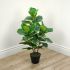 Ficus Elastica (Green Finish - 35 In)