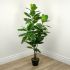 Ficus Elastica (Green - 48 In)