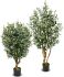 Olive Tree (Green - 52 In)