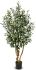 Olive Tree (Green - 63 In)