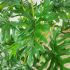 Philodendron (Green - 38 In)