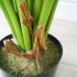 Philodendron (Green - 38 In)