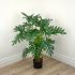 Philodendron (Green - 38 In)