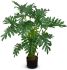 Philodendron (Green - 38 In)