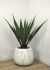 Agave (45 Inch - Green)