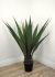 Agave (45 Inch - Green)