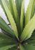 Agave (53 Inch - Green)