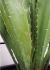 Agave (53 Inch - Green)
