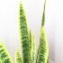 Sansevieria (Green & Yellow - 42 In)