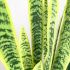Sansevieria (Green & Yellow - 42 In)