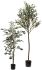 Olive Tree (72 Inch - Green)