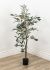 Olive Tree (50 Inch - Green)