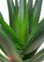 Aloe (31 Po - Vert)