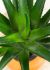 Aloe (31 Inch - Green)
