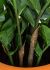 Zamifolia (44 Inch - Green)
