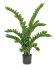 Zamio (Green - 41 In)