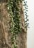 Hanging Plant (25 Inch - Green)