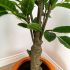 Artificial Botanical Lemon Tree (Green - 62 In)