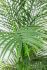 Palm (84 Inch - Green)