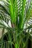 Palm (72 Inch - Green)