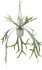 Hanging Staghorn (Hanging Ceramic Vase - 30 In)