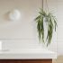 Hanging White Pandan (Hanging Ceramic Vase - 24 In)