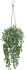 Hanging Boxwood Trailing Plant (Hanging Ceramic Vase - 22 In)