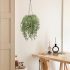 Hanging Rhipsalis Cereuscula Plant (Hanging Ceramic Vase - 22 In)