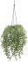 Hanging Rhipsalis Cereuscula Plant (Hanging Ceramic Vase - 22 In)