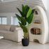 Travelers Palm (Black Fiberglass Planter - 72 In)