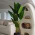 Travelers Palm (Black Fiberglass Planter - 72 In)