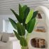 Travelers Palm (Black Fiberglass Planter - 72 In)