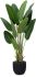 Travelers Palm (Black Fiberglass Planter - 72 In)