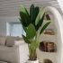 Travelers Palm (Beige Fiberglass Planter - 72 In)