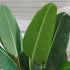 Travelers Palm (Beige Fiberglass Planter - 72 In)