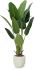 Travelers Palm (Beige Fiberglass Planter - 72 In)